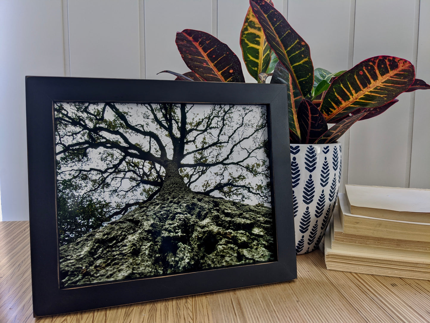 Colección de galerías de 8 x 10: marcos para fotos